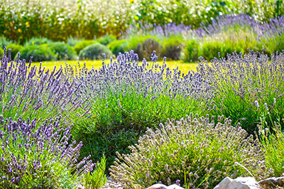 Pflanzen Lavendel